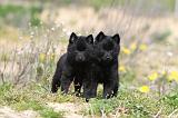 SCHIPPERKE 157